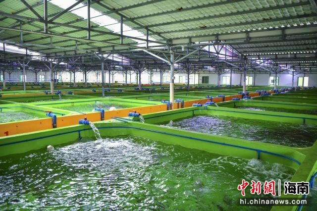 海外华文媒体海南行 万宁着力打造“中国东星斑之乡” 水产品