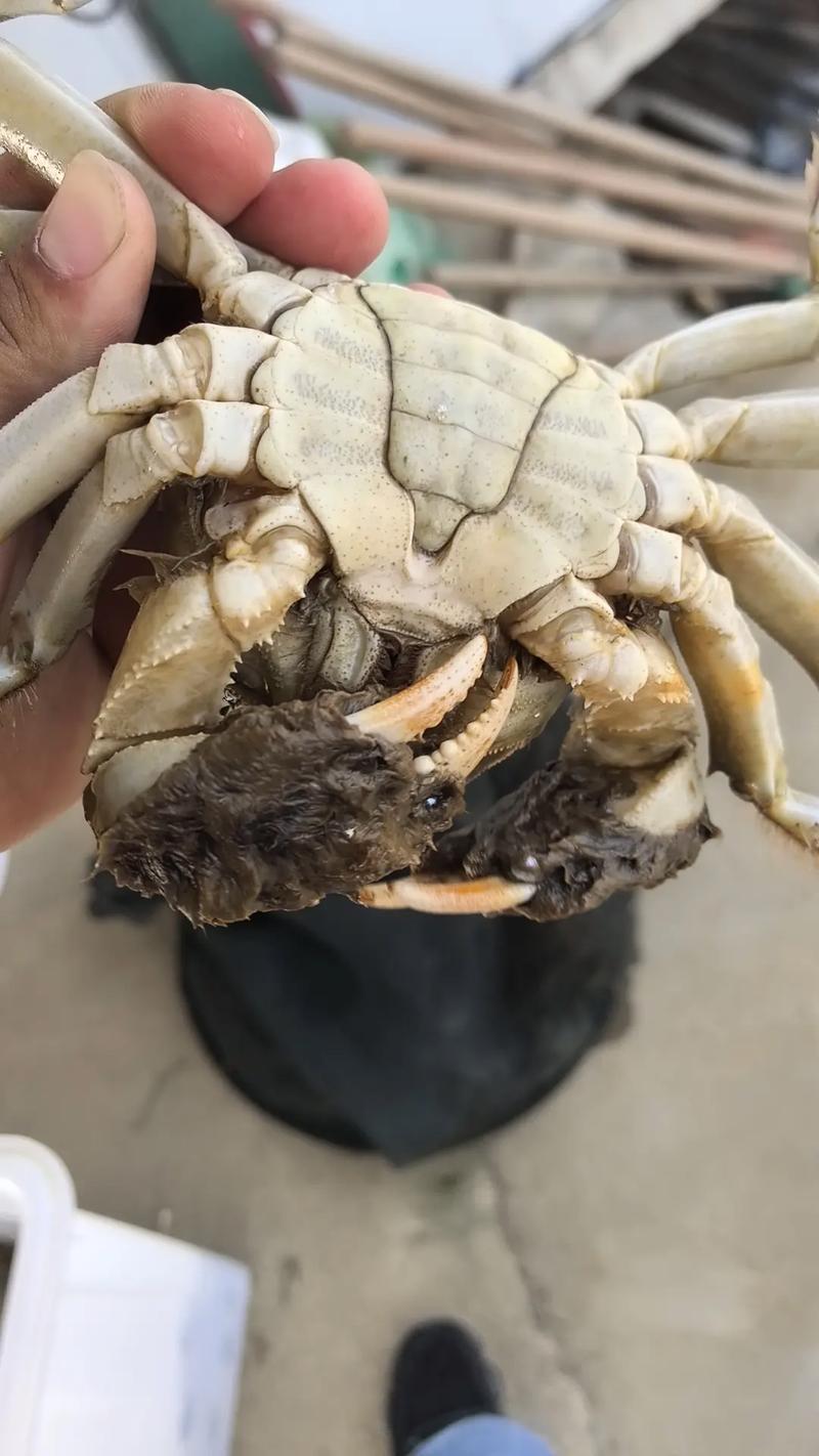 硬规格4公4母 水产人的自然馈赠与品质坚守